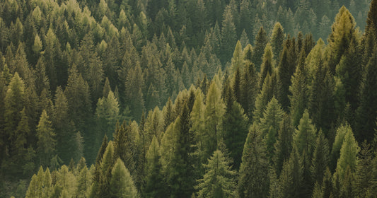 Giornata Internazionale delle Foreste: il nostro impegno nei confronti del pianeta